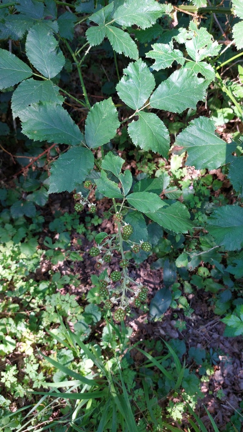 Rubus pericrispatus photo 5