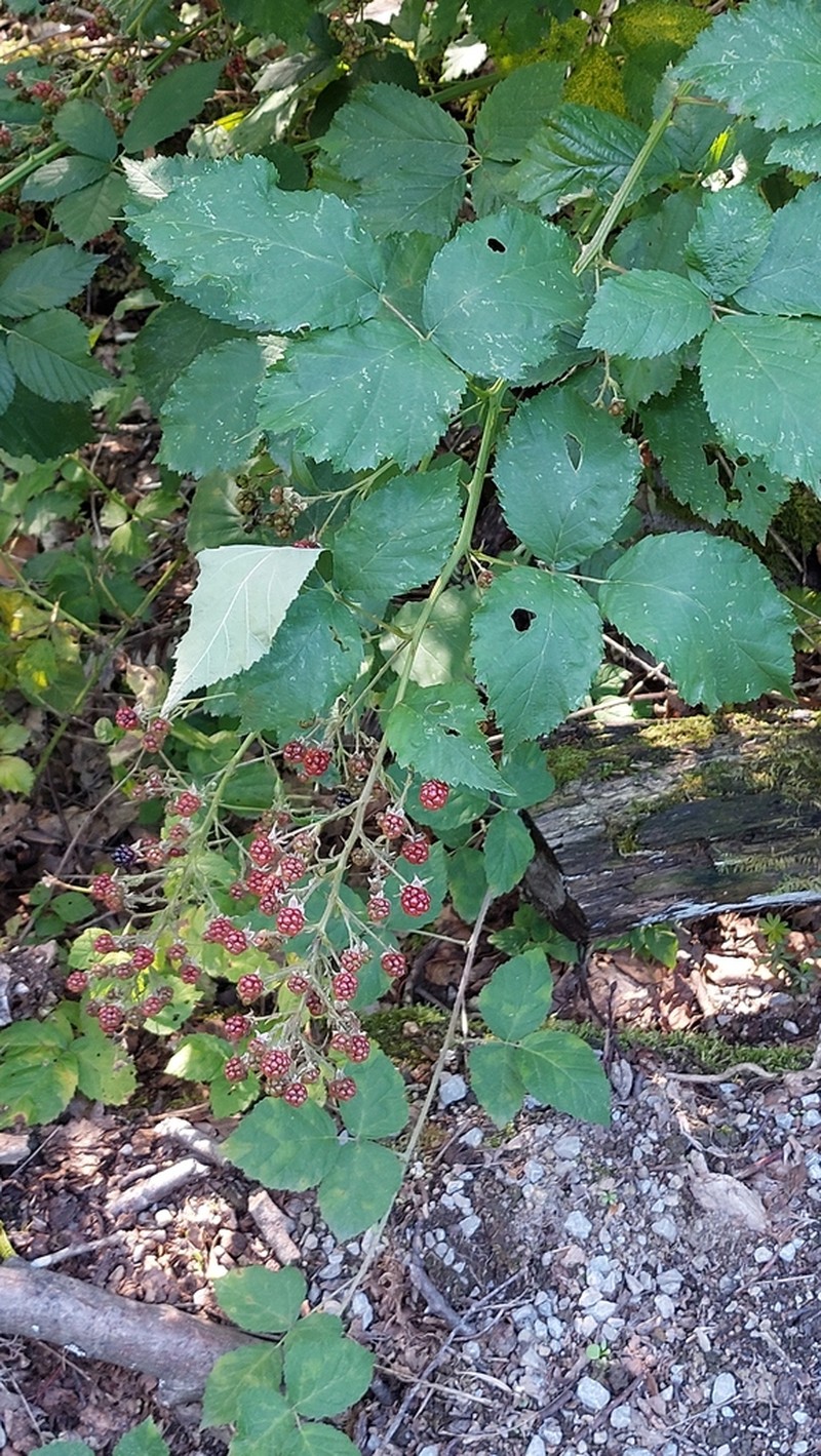 Rubus pericrispatus photo 6