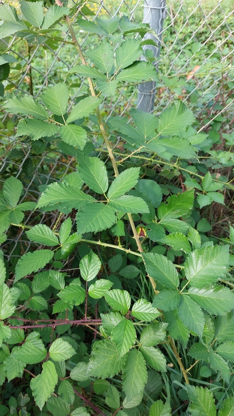 Rubus pericrispatus photo 8