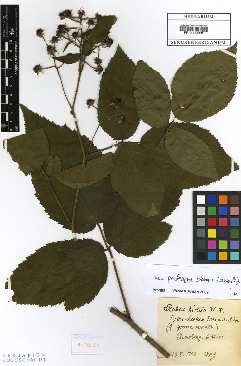 Rubus perlongus