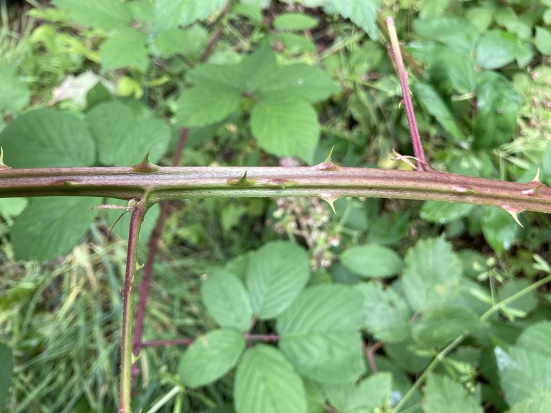 Rubus perperus