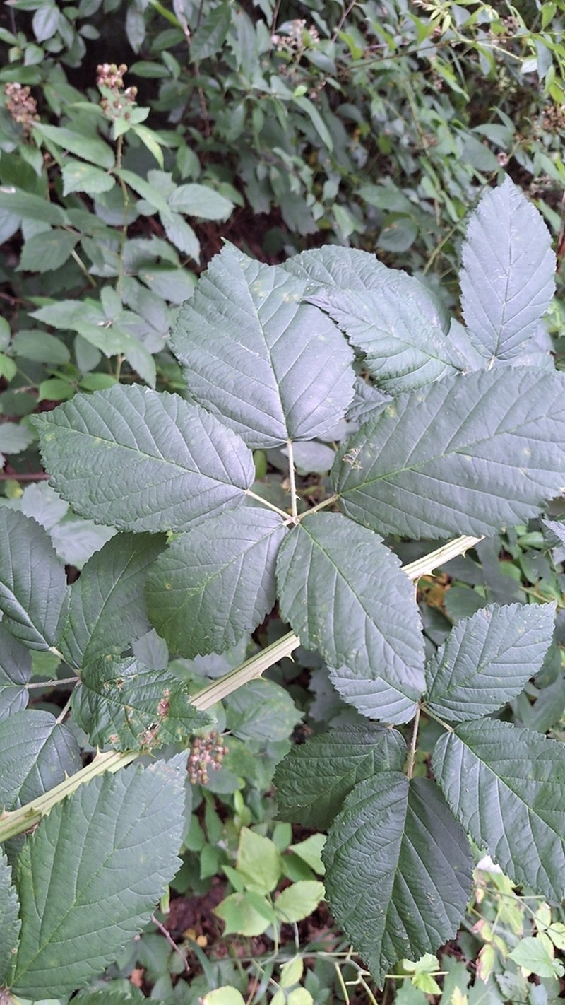 Rubus perperus photo 2