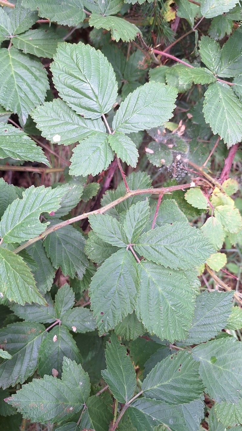Rubus perperus photo 3
