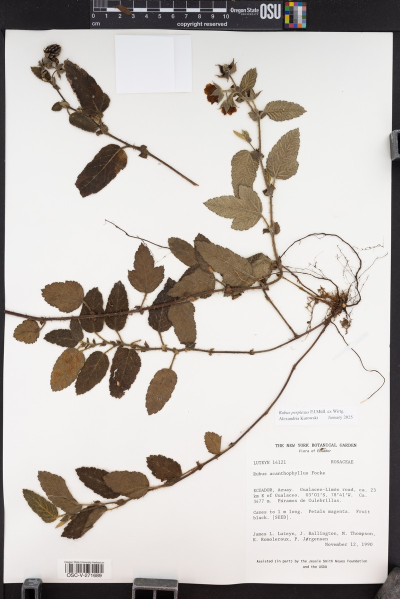 Rubus perplexus