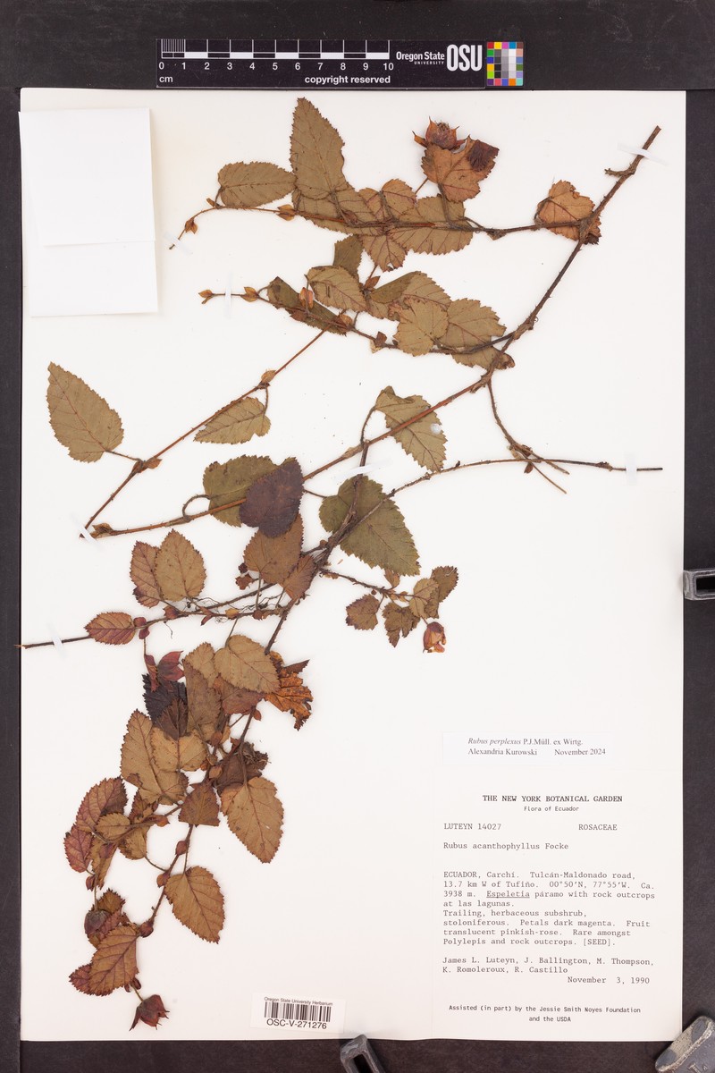 Rubus perplexus photo 2