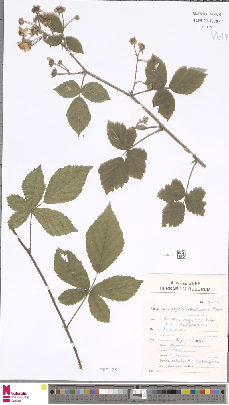 Rubus perplexus photo 3