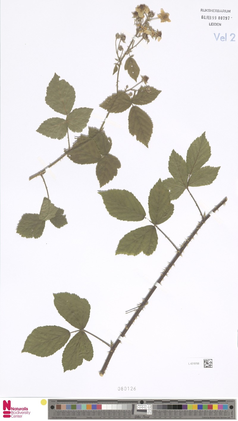Rubus perplexus photo 4