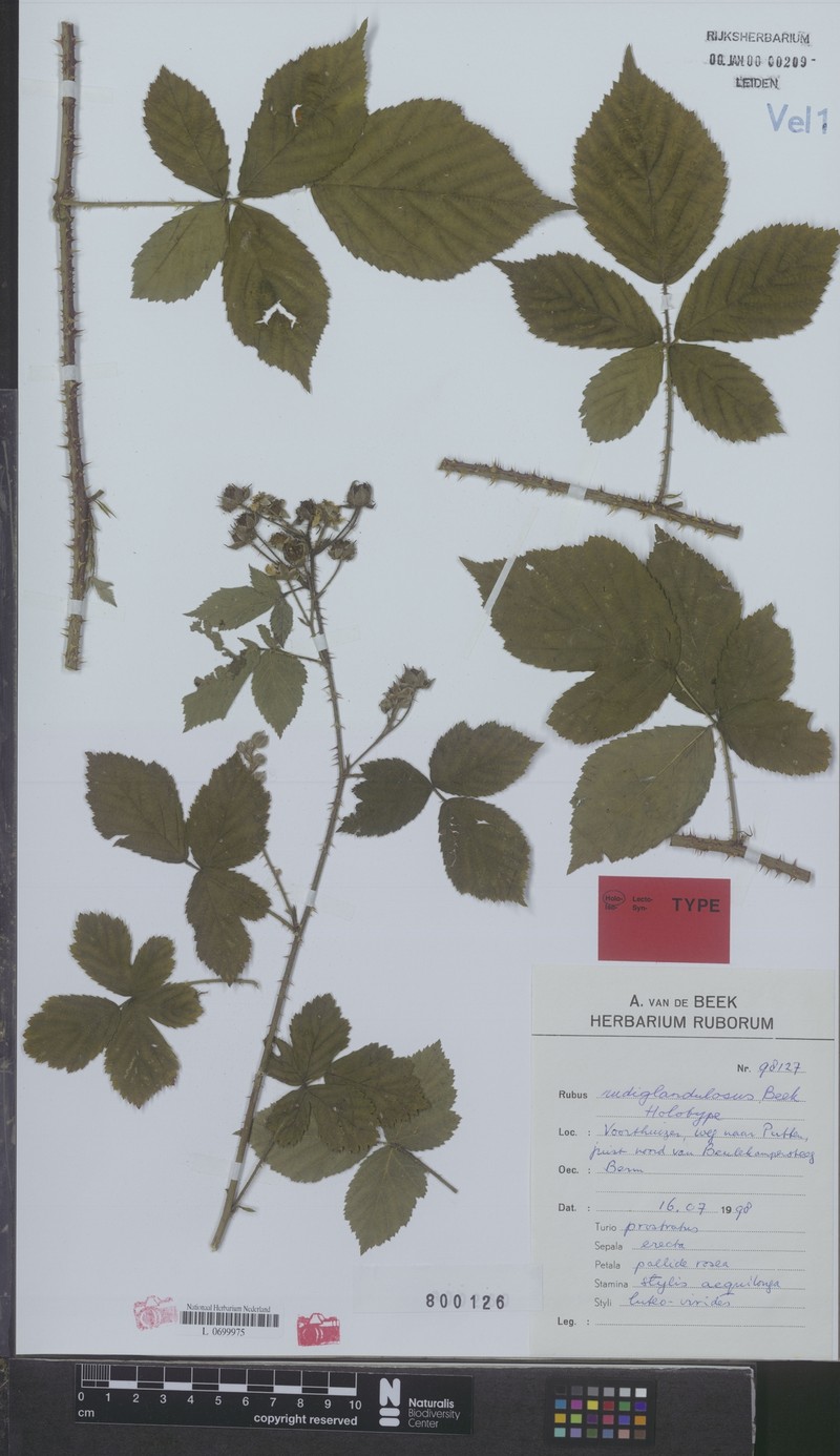 Rubus perplexus photo 5