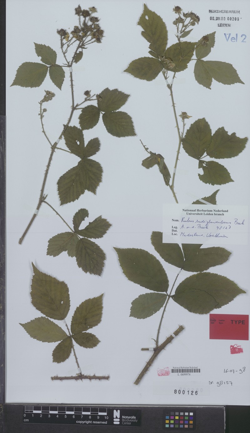 Rubus perplexus photo 6
