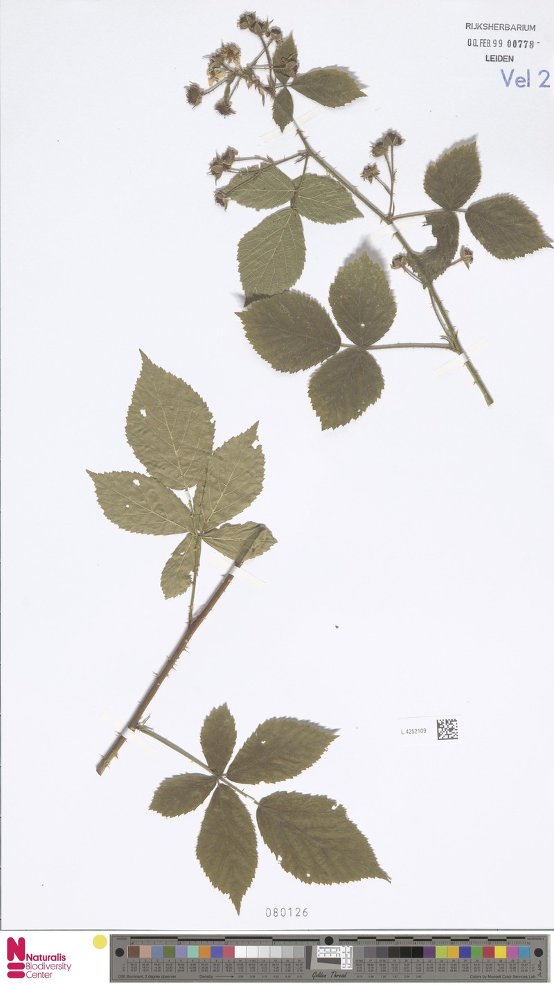 Rubus perplexus photo 7