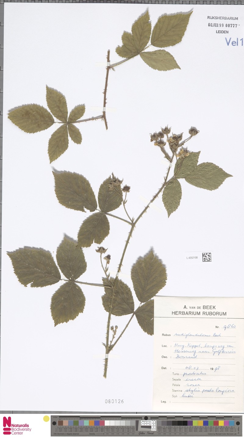 Rubus perplexus photo 8