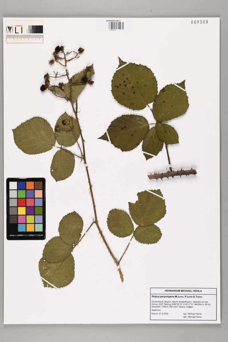 Rubus perpungens