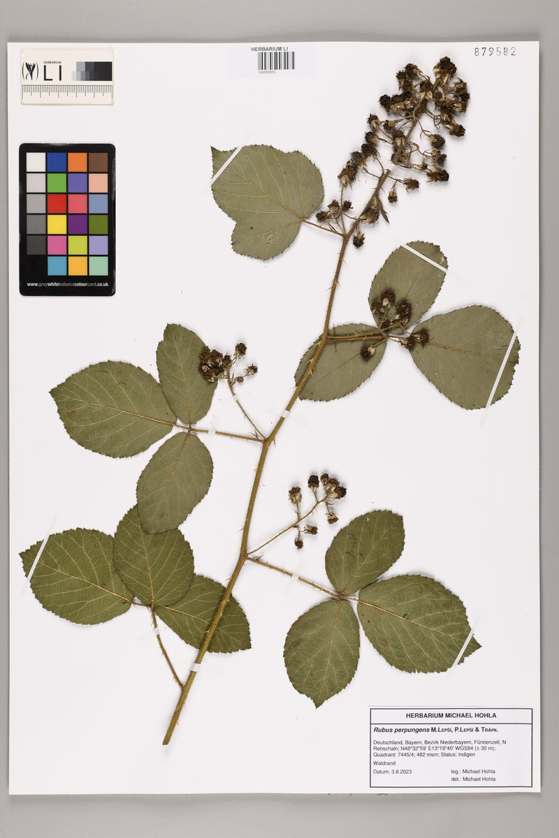 Rubus perpungens photo 2