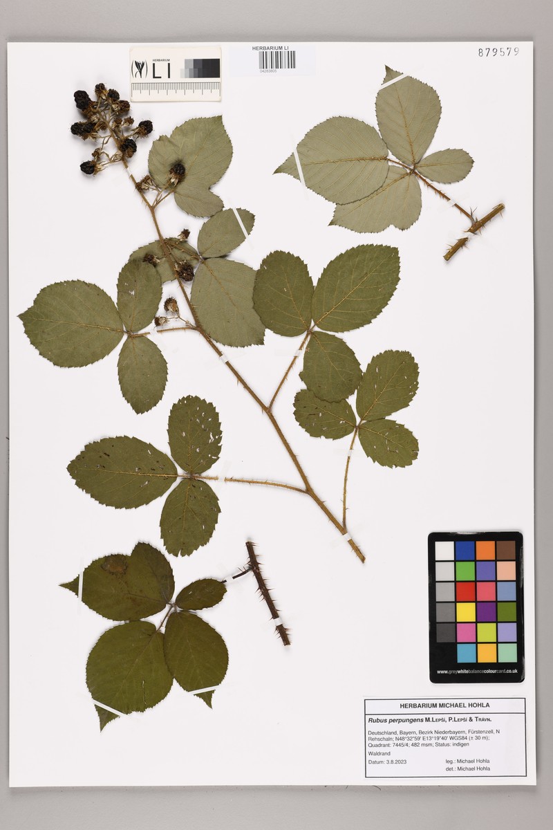 Rubus perpungens photo 3