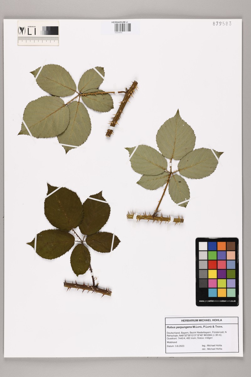 Rubus perpungens photo 4