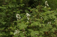 Rubus persicus