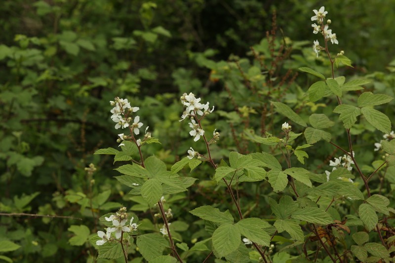 Rubus persicus