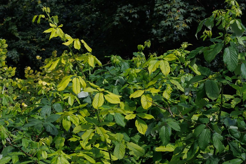 Rubus persicus photo 2