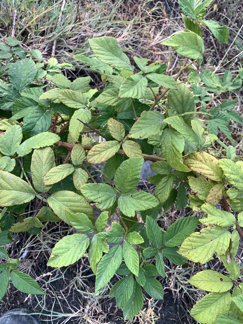 Rubus persicus photo 3