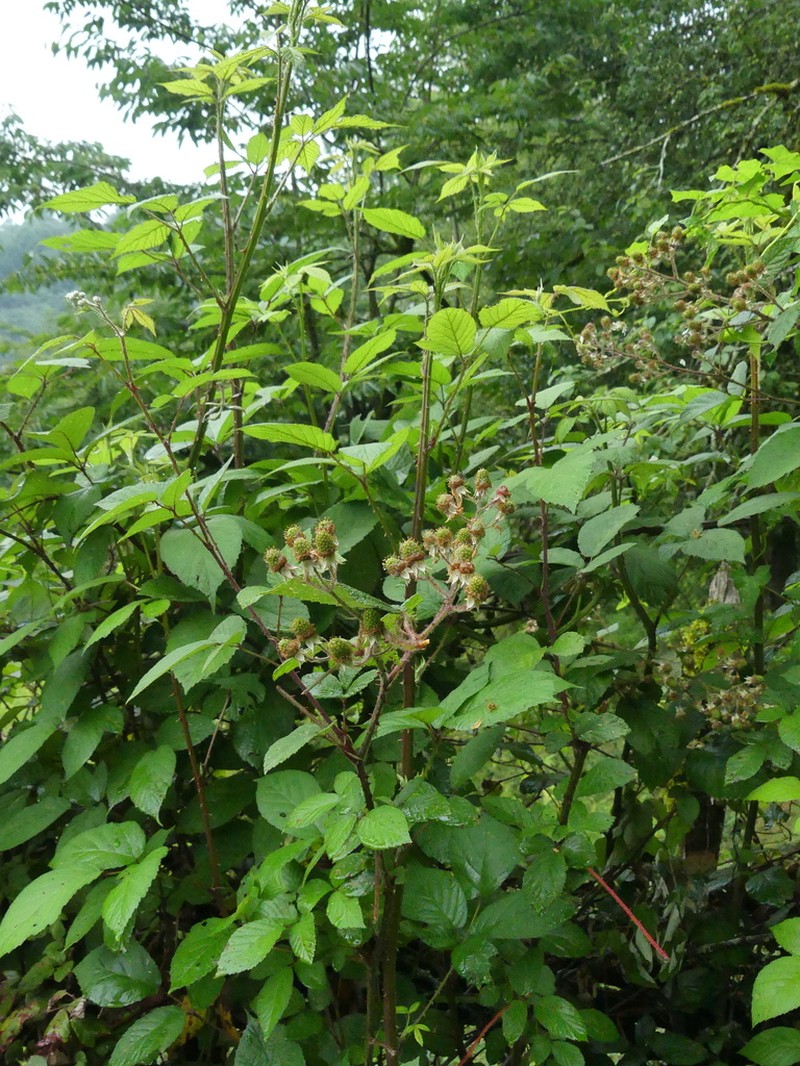 Rubus persicus photo 4