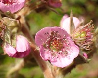 Rubus peruvianus