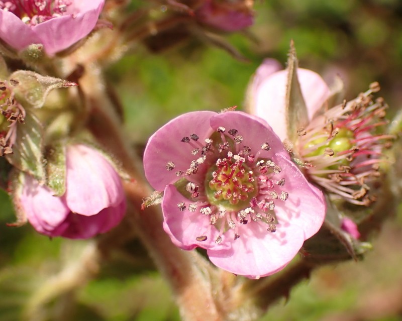 Rubus peruvianus
