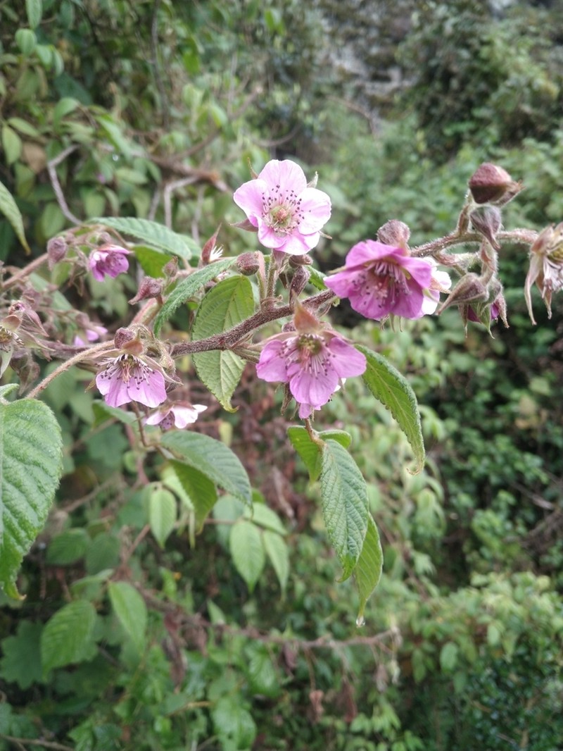 Rubus peruvianus photo 2