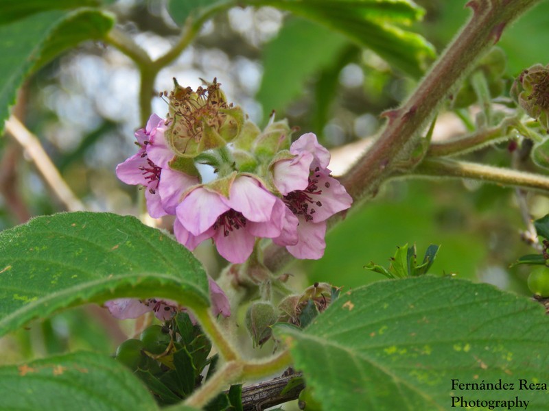 Rubus peruvianus photo 3