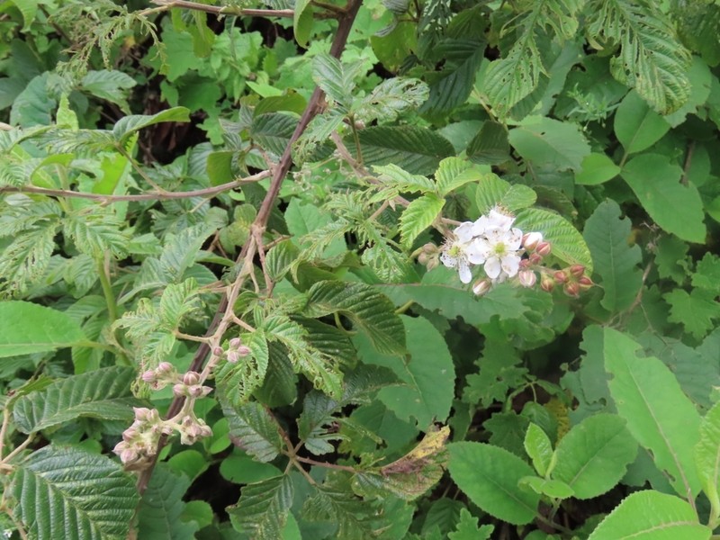 Rubus peruvianus photo 4