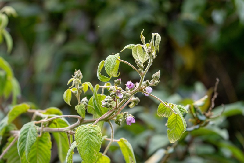 Rubus peruvianus photo 5