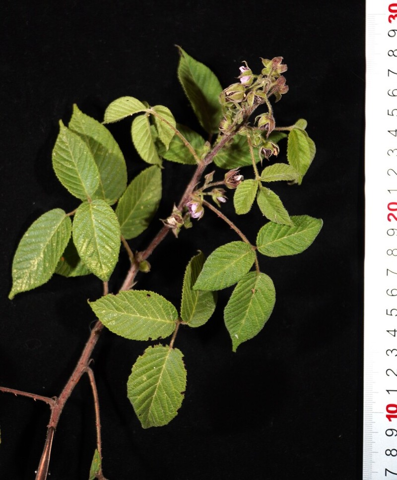 Rubus peruvianus photo 6