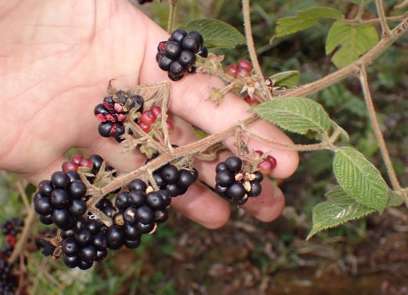 Rubus peruvianus photo 7