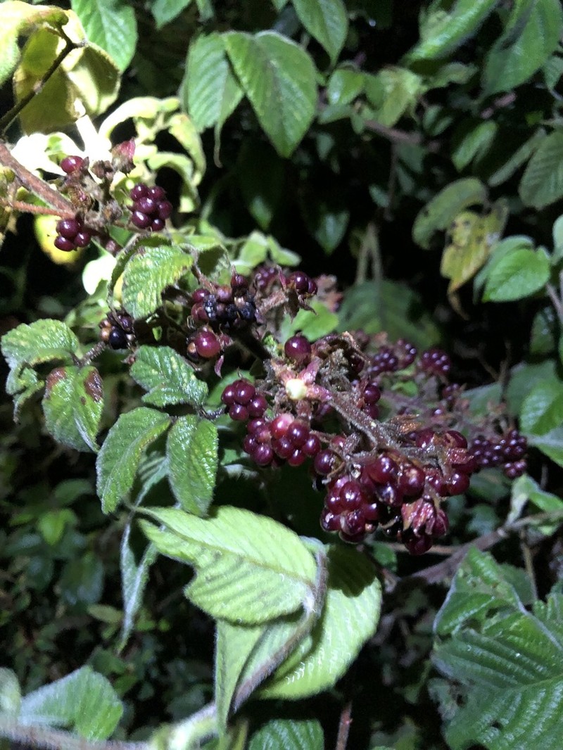 Rubus peruvianus photo 8
