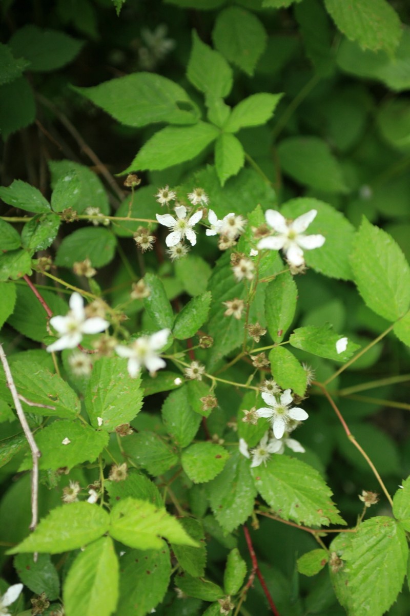 Westminster Dewberry