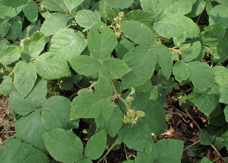 Rubus pfuhlianus