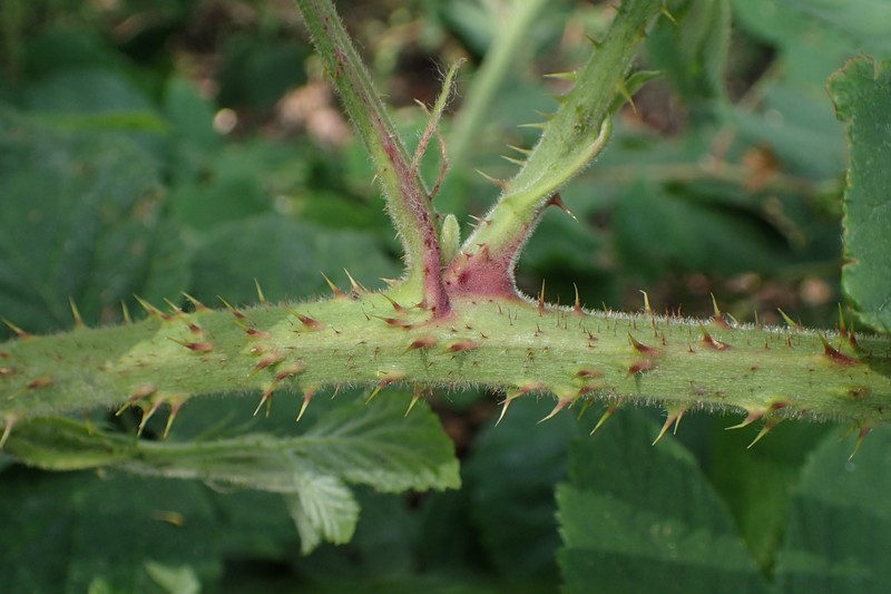 Rubus pfuhlianus photo 2
