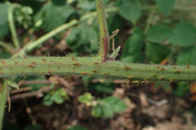 Rubus pfuhlianus photo 3