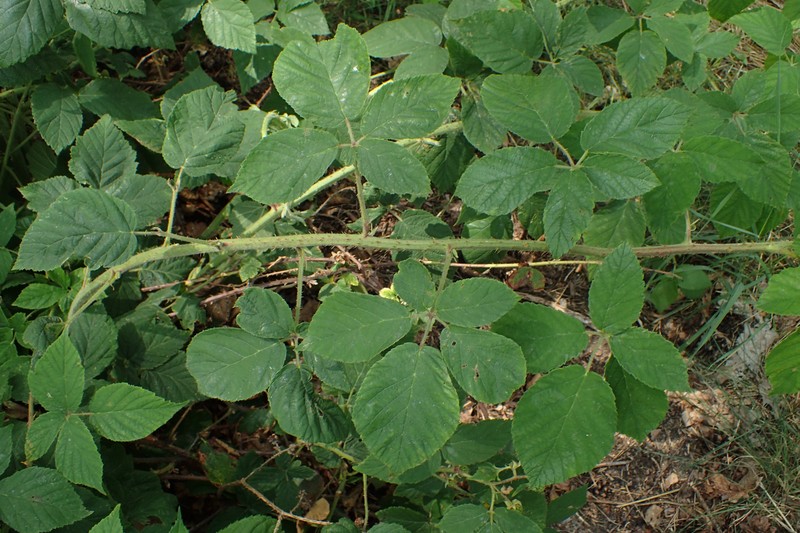 Rubus pfuhlianus photo 4