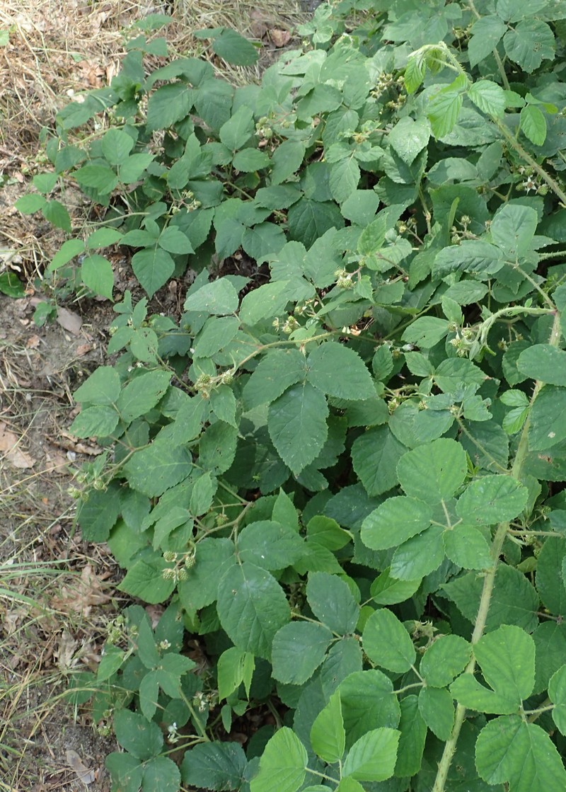 Rubus pfuhlianus photo 5