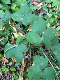 Rubus phaeocarpus