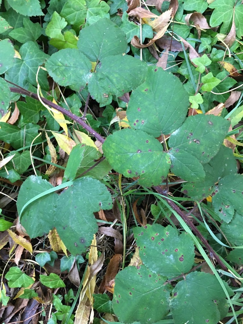Rubus phaeocarpus