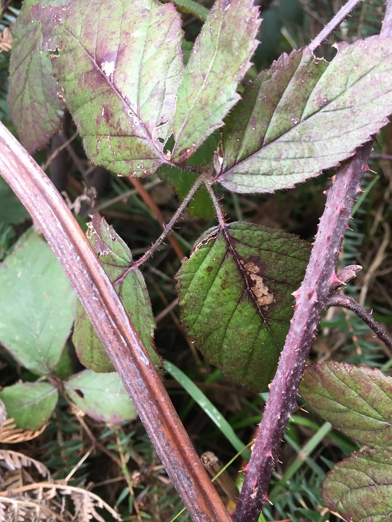 Rubus phaeocarpus photo 2