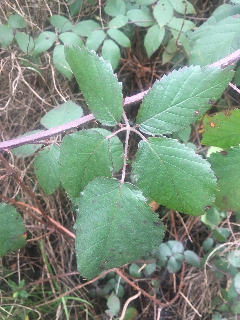 Rubus phaeocarpus photo 3