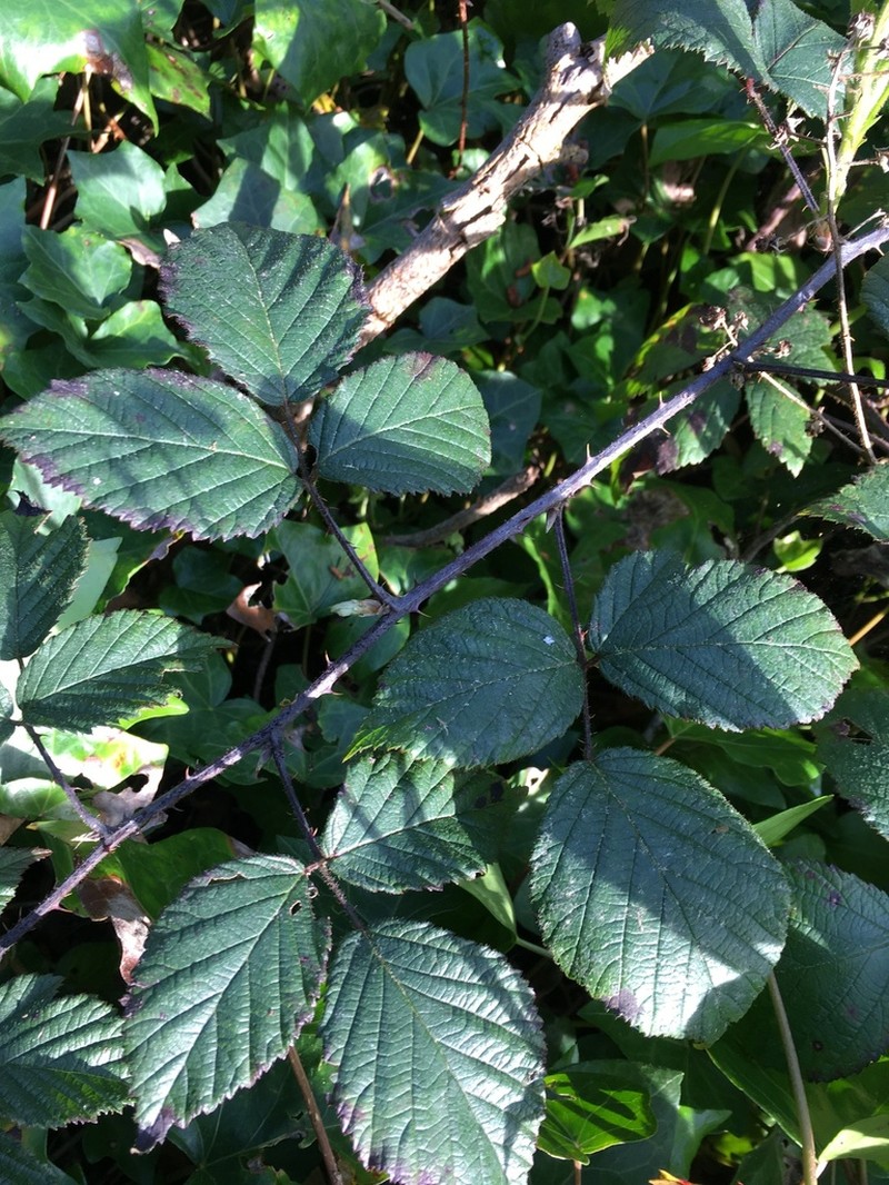 Rubus phaeocarpus photo 4
