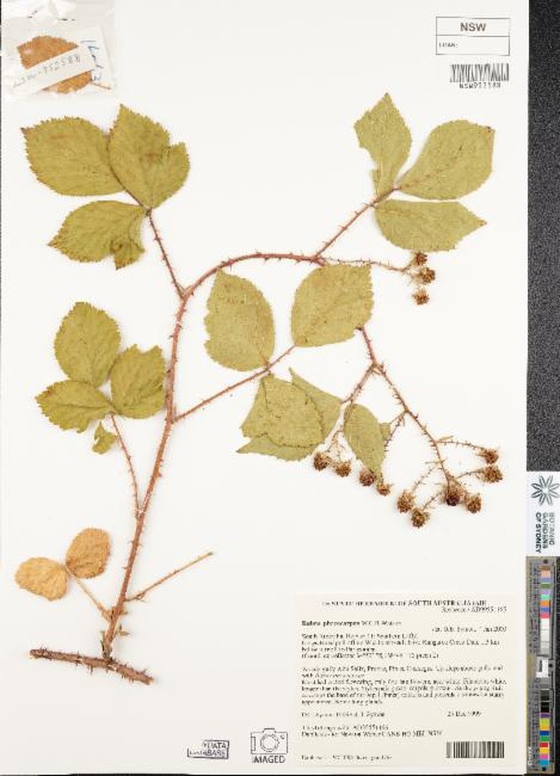 Rubus phaeocarpus photo 5