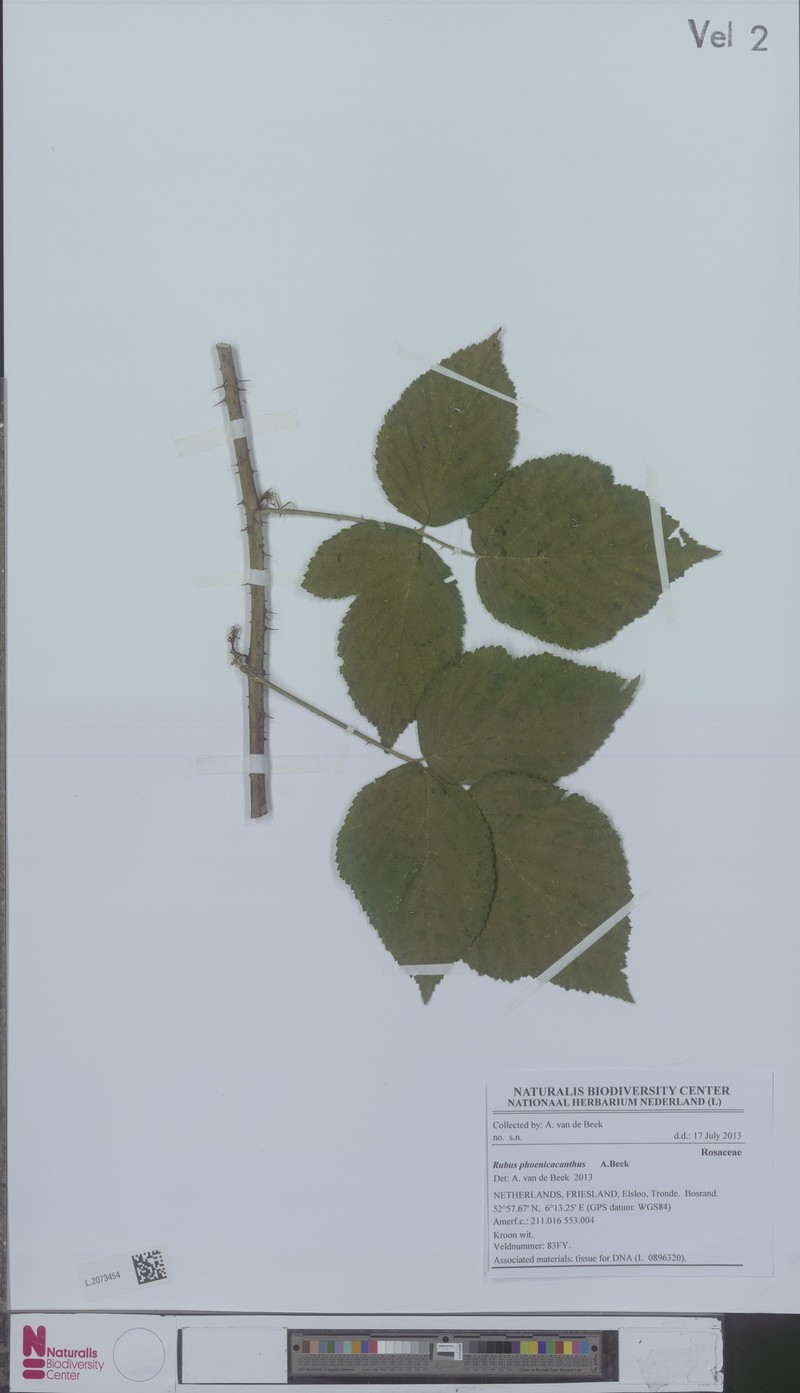 Rubus phoenicacanthus