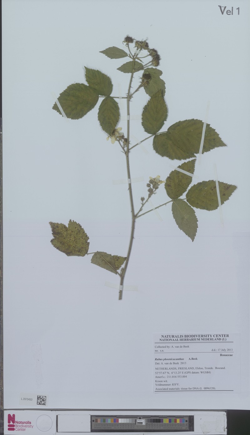 Rubus phoenicacanthus photo 2