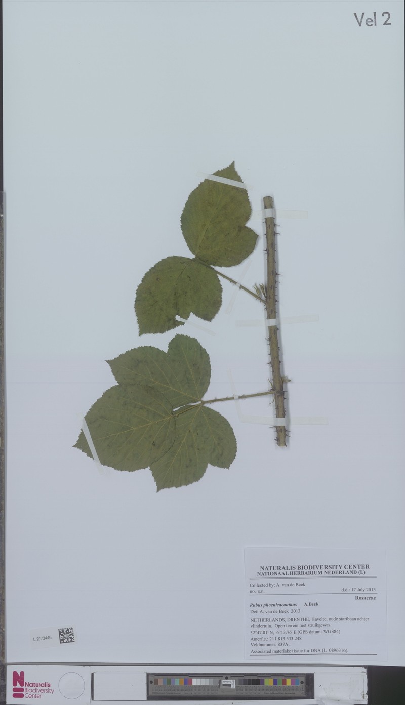 Rubus phoenicacanthus photo 3