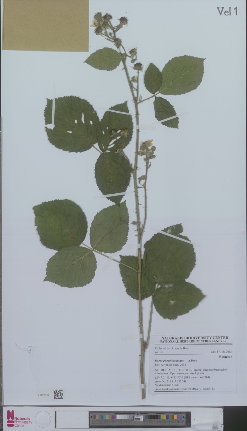 Rubus phoenicacanthus photo 4