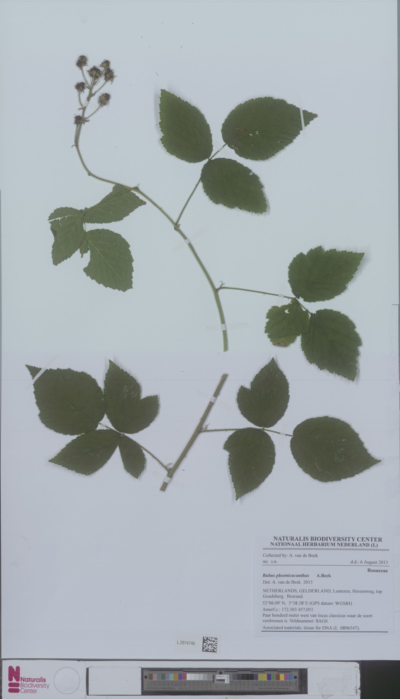 Rubus phoenicacanthus photo 5